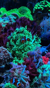 🌊 Let your reef be your release. Dive into a world where stress fades and wonder begins. Every coral, every ripple, every shimmer of light— a reminder that beauty still thrives beneath the surface. This is more than a tank. It’s a sanctuary. A living masterpiece. A place where the noise of the world disappears, and peace takes its place. ✨ Welcome to your underwater escape. #ReefTherapy #AquariumLife #SaltwaterTank #ReefTankAddict #UnderwaterWonder #CoralObsessed #OceanVibes #AquascapeArt #Mind