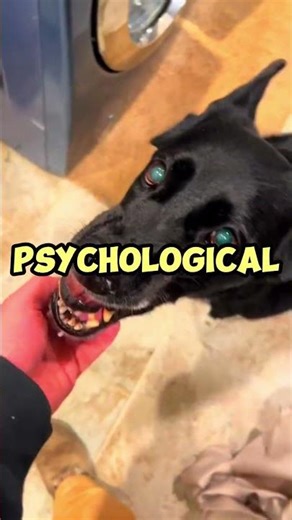 THE PREDATOR PROTOCOL! 😱🐕 (THE MORTAL CANINE LEAK)