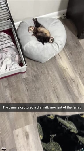 Dramatic Ferret Moments Captured on Camera