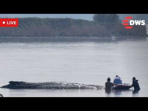LIVE: Race to Save Timmy Stranded Humpback Whale Off Germany Baltic Sea Coast | DWS News | AO14
