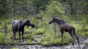 Maine Moose Permit Drawing will be virtual event
