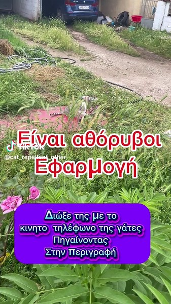 cat vs restaurant στο TikTok