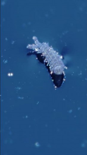 Ode to the Space Collembola #springtails #macrovideo #entognatha