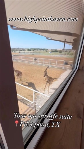 Tour our giraffe suite 🦒📍Location Pilot point Texas👀Check out our website www.highpointhaven.com for facility details | Highpoint Haven