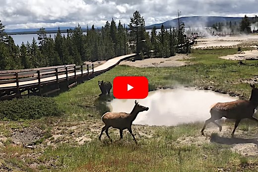 Yellowstone Bear Chases Elk Through Hot Springs, Past Stunned Tourists on Boardwalk