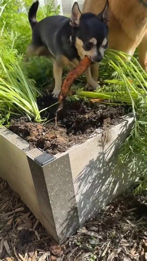 part 3 As always, never underestimate the female gremlin ❤️👹 #gardengremlins | Lusealmanor