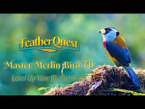Merlin Bird ID App: How I Use It to Identify Birds in the Wild (Sound, Photo, & Tips)