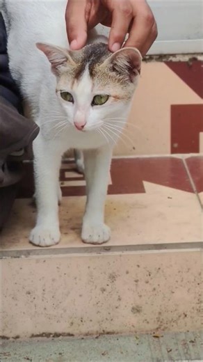 Happy cat 😺 #cat #catshorts #catvideos #kitten