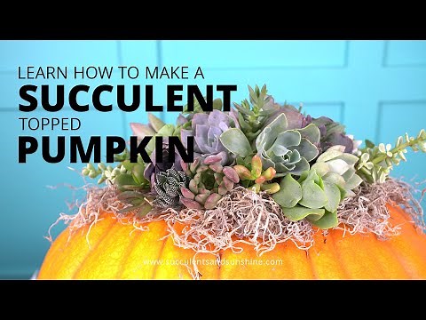 Learn how to make a succulent topped pumpkin
