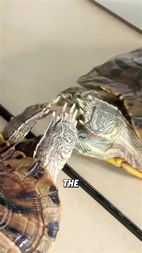 Discover Fascinating Facts About Turtles