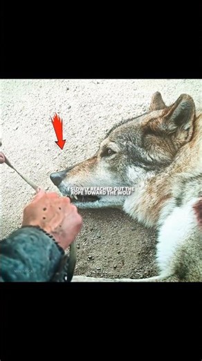 This Boy Survived With a Wild Wolf 😯 The Alpha Movie 2018 #alpha #alphamovie #movies #viral #foryou