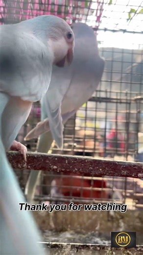 Blue quaker parrot talking with captions🦜