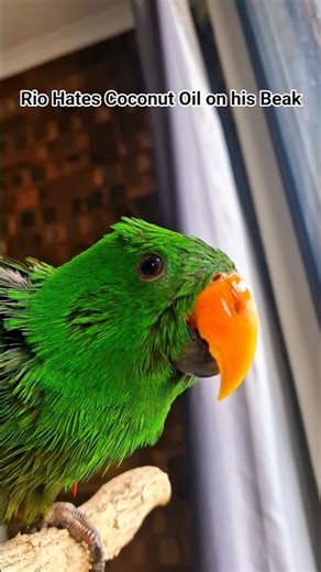 Coconut Oil Crisis! | Rio the Eclectus | Michelle Goosen #eclectusparrot #parrot