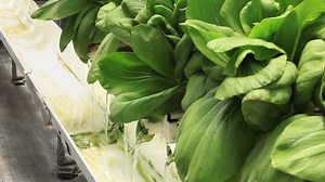Bok Choy (Vegetables) With Hydroponic Farming Method Organic Agriculture industry (Zoom In and Out Camera Angle)
