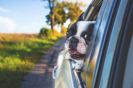 3 Places to Leave Your Dog When on Vacation - Come Wag Along
