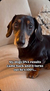 I feel like this might need a part 2 guys! 😂 #dogsareawesome #funnydogvideos #doglifeisgood #comedydog #dachshundobsessed | Brunotheminidachshund