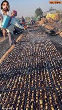 Sugarcane planting process