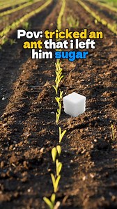 Find a new home ant | Mell Sons