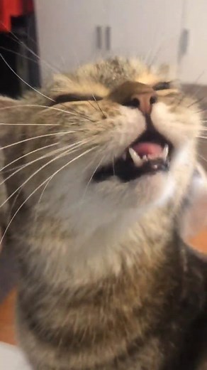 Cat memes | She's speaking language of gods 🗿 @coolcatstash . . .... | Instagram