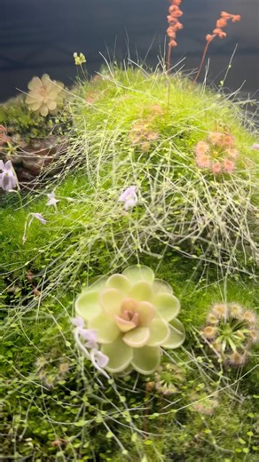 Bog Garden🌸 #carnivorousplants #pinguicula #drosera #utricularia