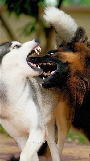 Normal dogs vs Huskies🤣🐕#shorts #dog #doglover #dogs #husky #huskydog