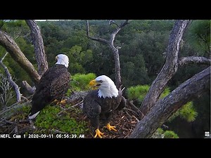 1 Eaglet - NEFL Cam 1 - Live Bald Eagle Cam