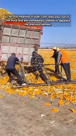 Massive Corn Harvest Shelling and Unloading Process.