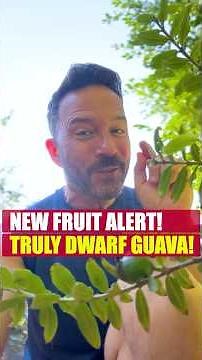 Truly dwarf guava. New taste test. #fruit