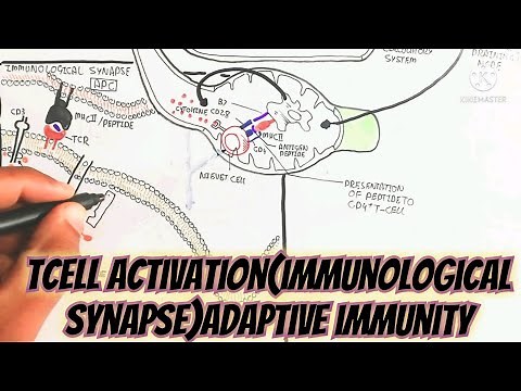 Tcell Activation(Immunological Synapse)Adaptive Immunity @umerfarooqbiology7083