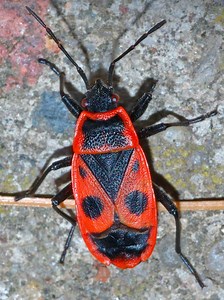 Pyrrhocoris apterus - Alchetron, The Free Social Encyclopedia
