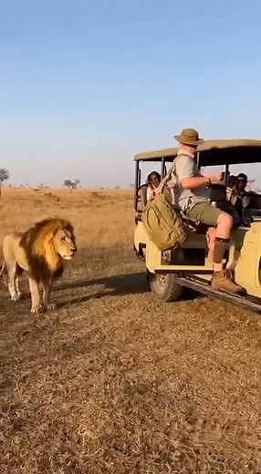 A lion grabbed a tourist's backpack - caught on camera! Created by AI #lionattack #wildlife #caughtoncamera #wildanimals #animalattack | Lifeline Souls