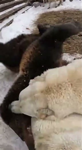 Man Opens Gate – Bear Attacks, Alabai Dogs Rush In