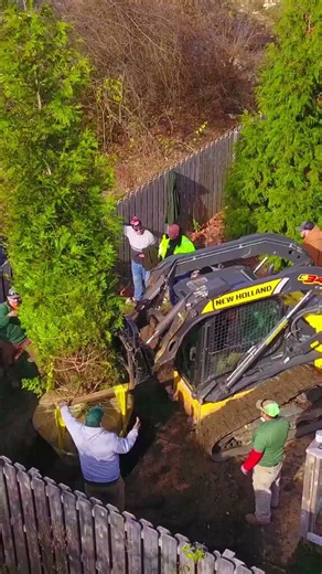 Mature Tree Installation | Green Giant Arborvitae Planting