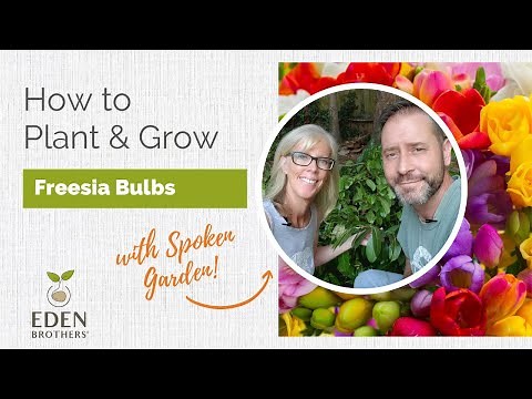 How to Plant and Grow Freesia Bulbs
