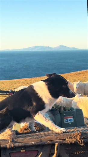Feeding sheep with one hell of a view ! #farming #farmlife #scotland #shepherd #fyp