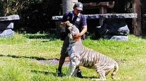 10 Questions You Always Wanted to Ask a Tiger Keeper