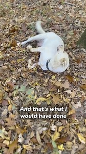 5.3K views · 148 reactions | Abandoned dog asks woman to follow her and save her puppies | Dog Kindness | Facebook