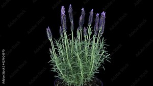 Time-lapse of growing lavender (Lavandula) tree 5x3 in RGB + ALPHA matte format isolated on black background. Stock Video