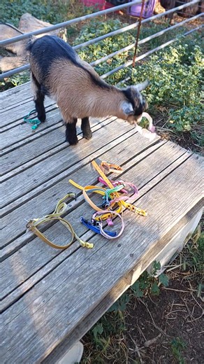 Putting some collars on the kids, and Malaya has decided she would like the pink one please.... Malaya (and her friend Ziva) will be available to go to a new home just before Christmas 😀 | Mygunyah Pygmy Goats