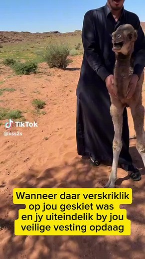 Captivating Camel in Desert Environment