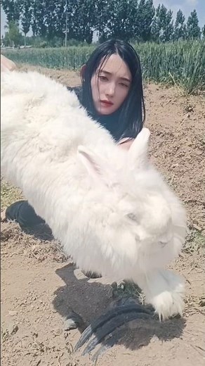Giant Fluffy Rabbit: Farmer Shows Off Massive Breed on the Farm 👀