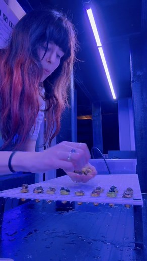 1.2K reactions · 11 shares | Don’t forget to check out our insane Black Friday deals this week online and in store! We also have a system full of gorgeous fishies, but since we didn’t personally QT them, we’re going to mark them 50% off! We also have instructions for building your own QT tank at home if needed to jump in on this deal #aquariums #fishies #fishtanks #aquarist #reefing | TheFeralMamie | Facebook