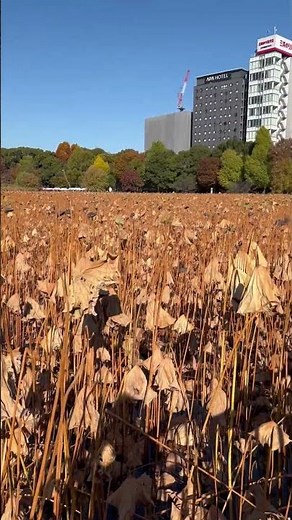 Withering Lotus Plants at Ueno Pond