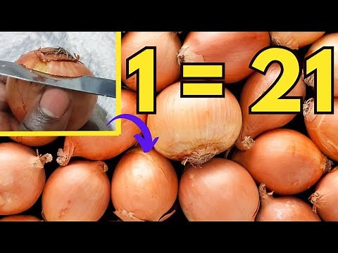 Cultiver l'oignon (Facile et simple)
