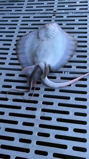 no stingrays were hurt in this process so don’t come for me just enjoy this beautiful video of life 🥳 #stingray #fyp #florida #beautiful