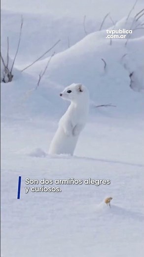 Tina y Milo, las mascotas de los Juegos Olímpícos de Invierno