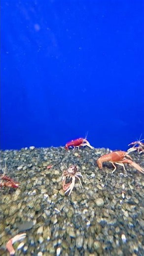 Crayfish Shedding Its Shell 🦞😲 | Rare Molting Moment Caught on Camera