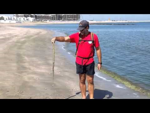 MARINE LIFE OF OMAN - Stranded beaked sea snake, Enhydrina schistosa.