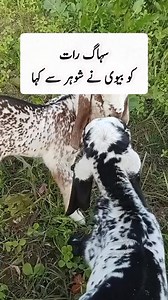 مائ بسٹ 🔥 . . . . . . . #AncientDiscoveries #AlienMummy #OutofthisWorld #historyfacts #history #community #heritage #archaeoloynews #archaeologist #archaeology #archaeological #archaeologylife #romanempire #roman #RomanBritain #romanbritain #historylovers #historyinthemaking #historymatters #history #historyfactscl | دوکوٹہ میلسی ٹبہ سلطان پر وہاڑی لودھراں اڈا ذخیرہ چوکمیتلا ملتان ٹی وی