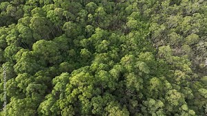 agroforestry plantation of beautiful gum Trees and shrubs in the Australian bush forest. Gumtrees and native plants growing in Australia in spring